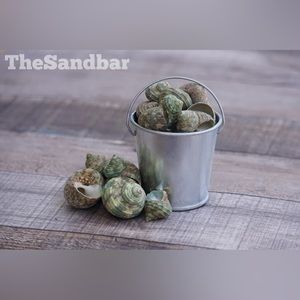 30 Green Turbo Snail Shells Hermit Crab Shells Turban Stenogyrus TheSandbar